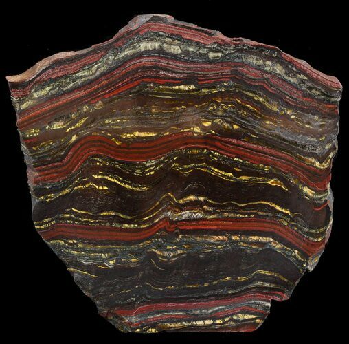 Polished Tiger Iron Stromatolite - ( Billion Years) #46633